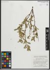 Foto von Salix myrtillifolia Anderson